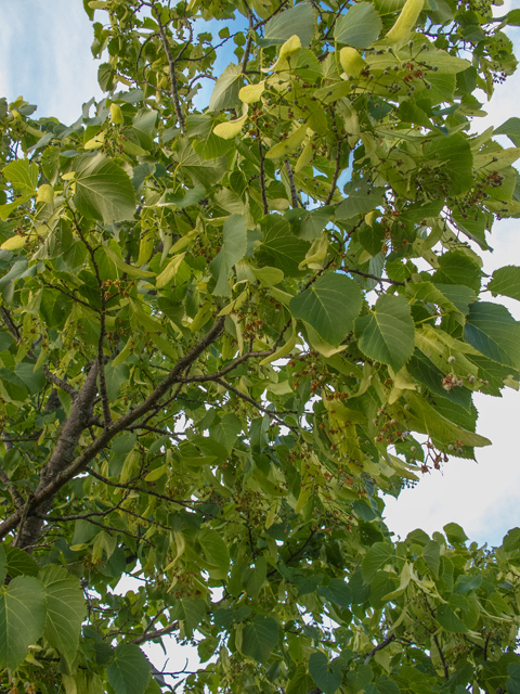 <p>Tilia americana</p><p>(Basswood) </p>
