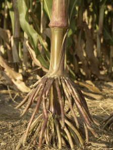 <p>Keep the plant upright (corn)</p>
