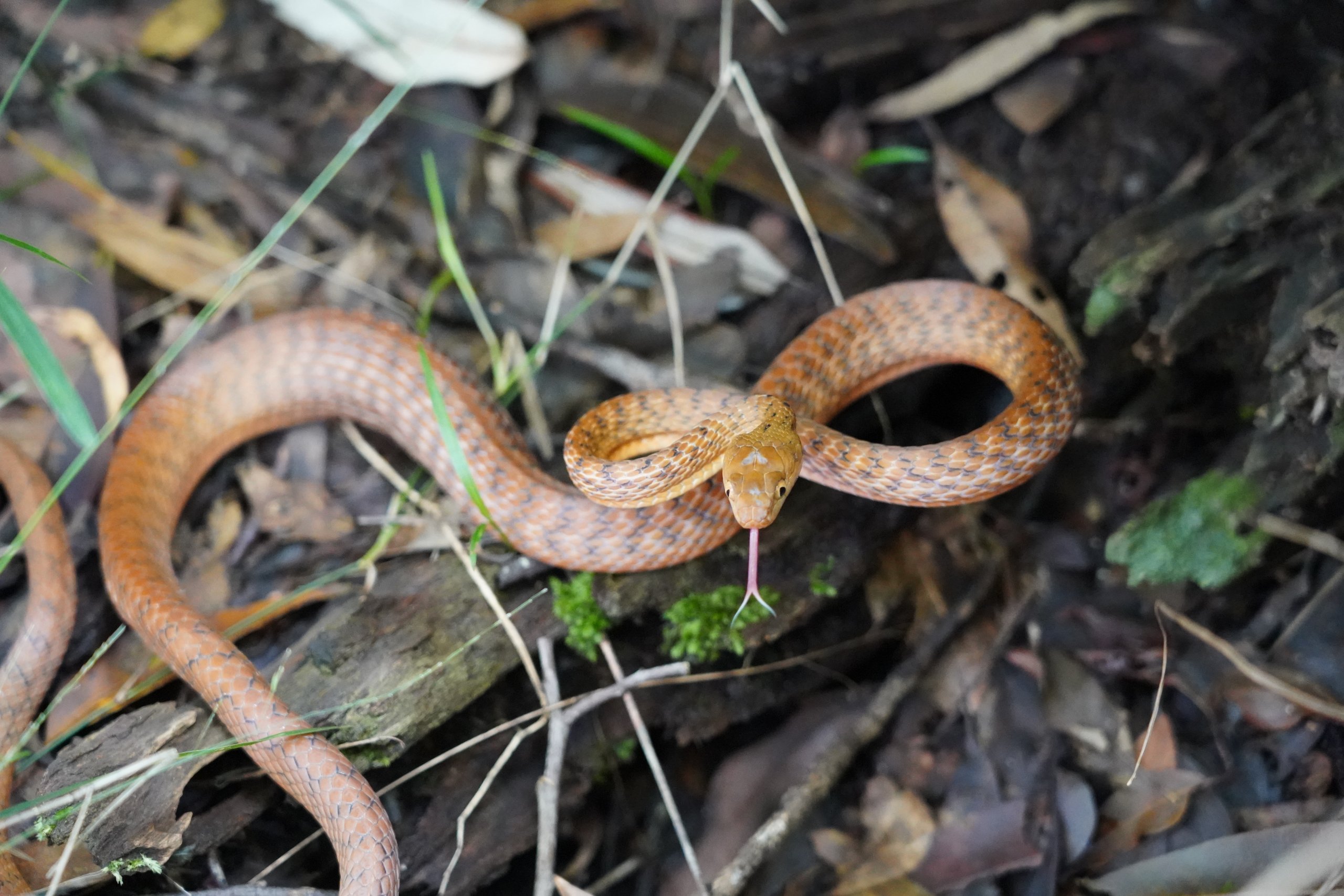 <p>Brown Tree Snake</p>