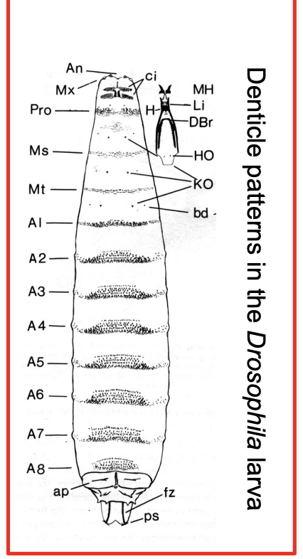 <ul><li><p><strong>Denticle patterns</strong> that develop on the ventral of each segment of larvae</p></li><li><p>Used to look for aberrations in the normal pattern of development</p></li></ul><p>→ THEREFORE→ find genes for each place in the larvae??</p>