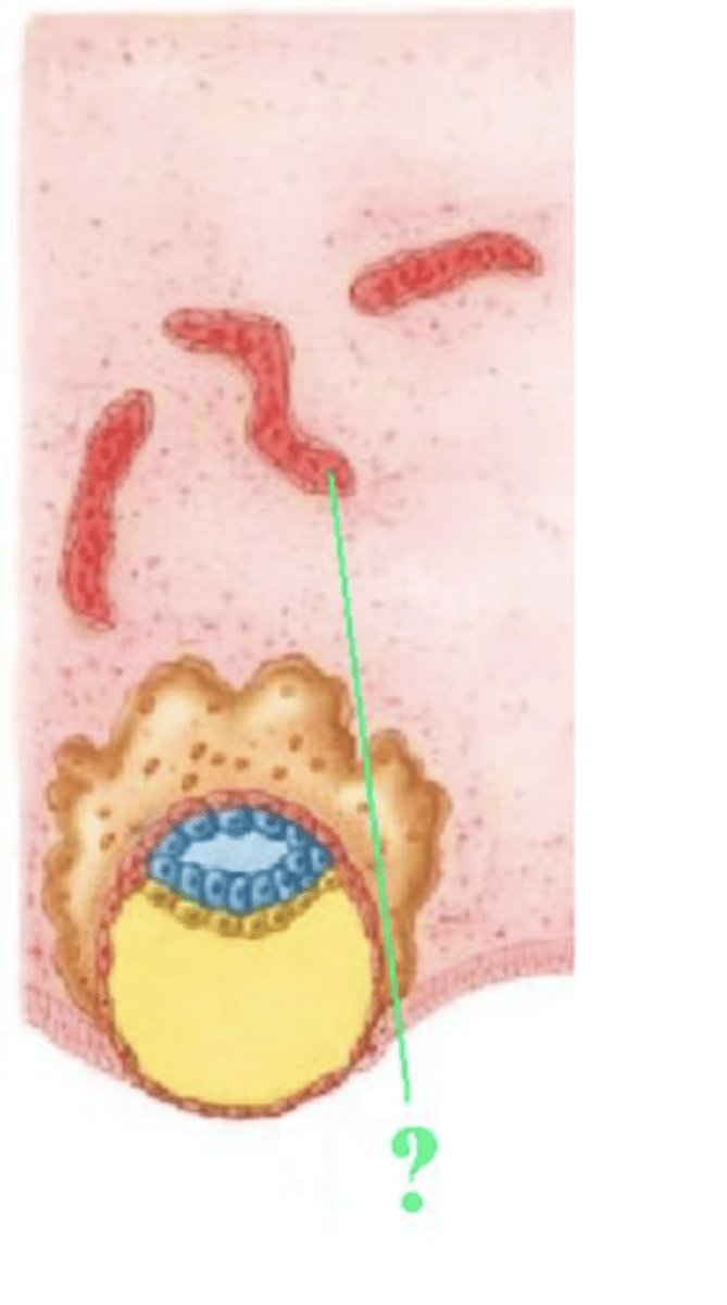 <p>maternal blood vessels </p><p>("red worms")</p>