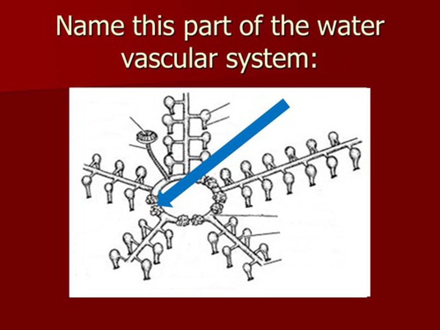 <p>connects the stone canal to the radial canals for water movement in a starfish</p>
