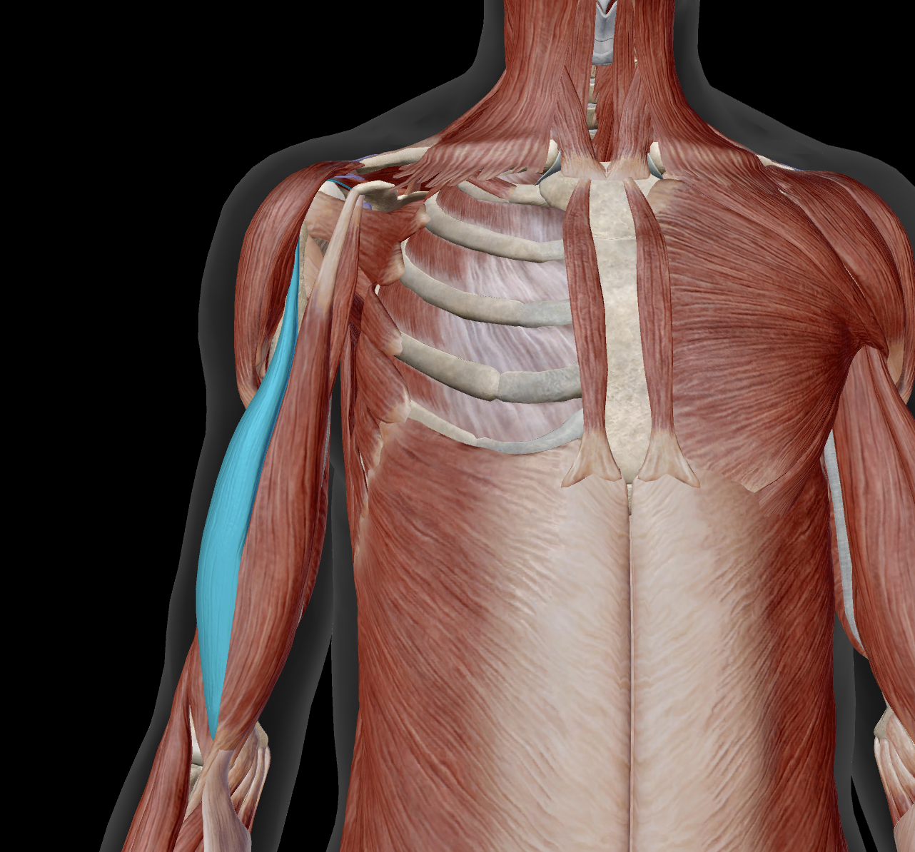 <p>proximal attachment?</p>