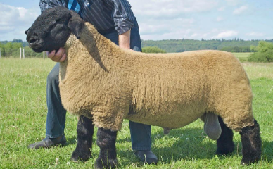<p>What breed is this?</p>