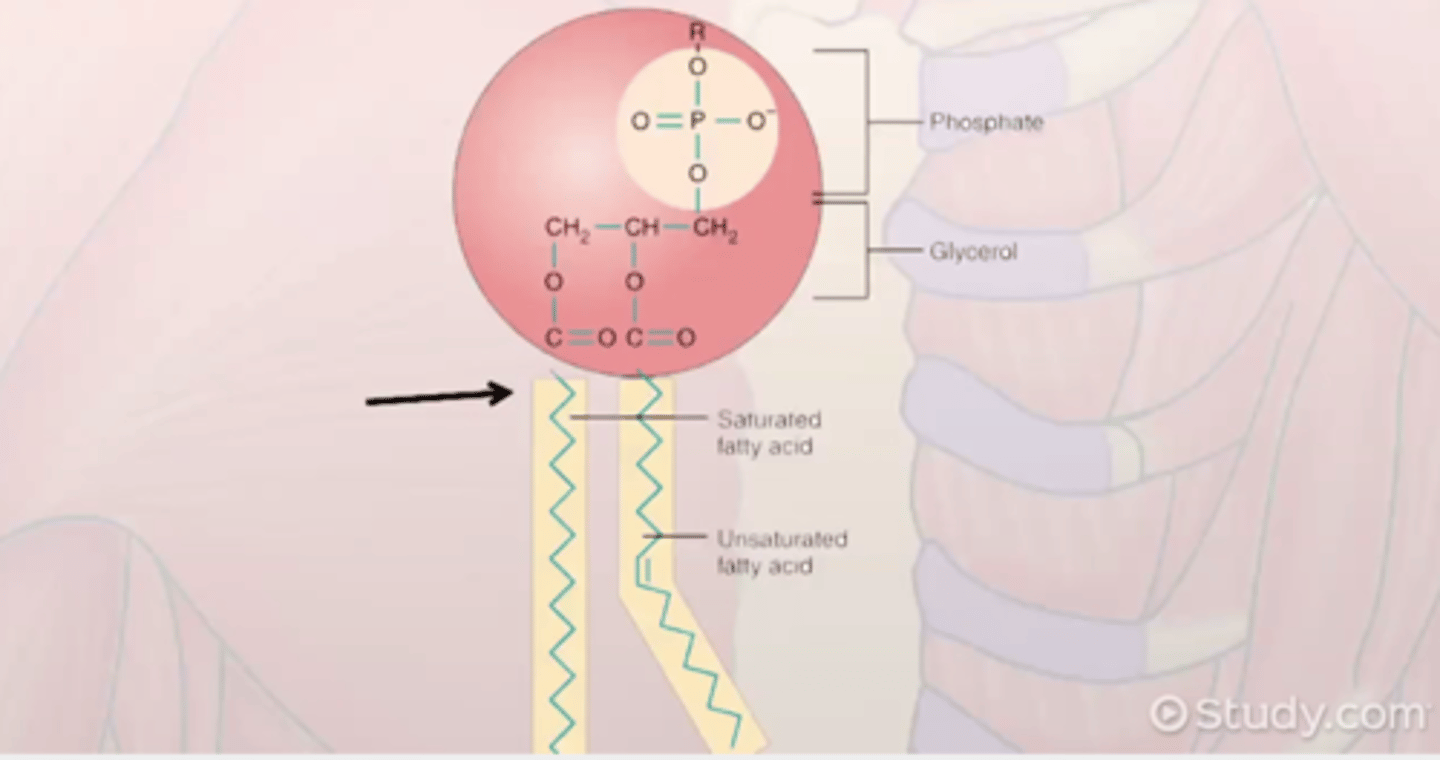 <p>A phospholipid is an amphipathic molecule, meaning it has both a hydrophilic ("water-loving") head and two hydrophobic ("water-fearing") tails. The head consists of a phosphate group linked to glycerol, often with an additional small charged or polar molecule like choline. The tails are composed of fatty acids, one of which typically has a kink due to a cis double bond.</p>