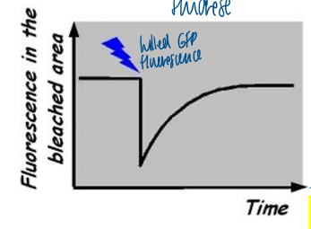 <p>fast recovery: protein is in exchange with another pool of the same protein (cytosol) </p><p>slow/no recovery: protein does not exchange with another pool of proteins because it is relatively immobile </p>