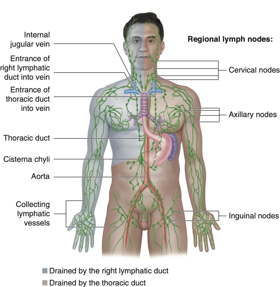 <p>Right upper quadrant</p>