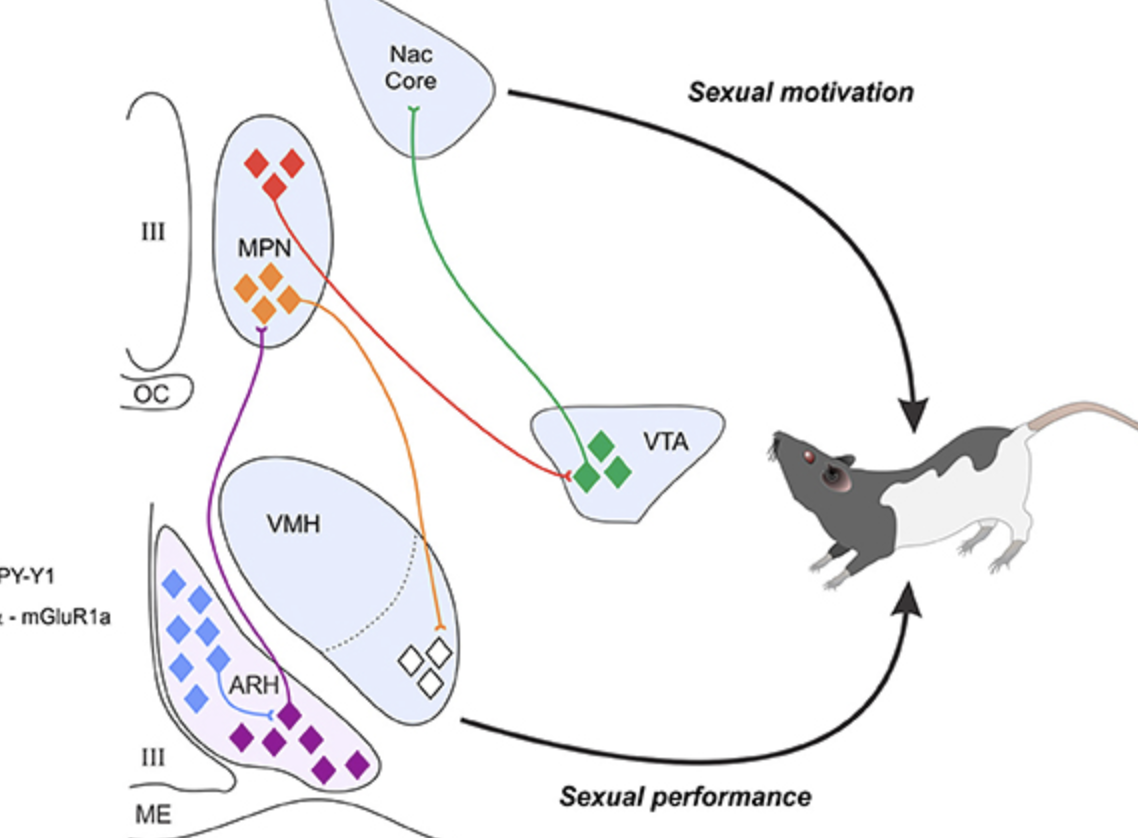 <p>VMH is a ventromedial hypothalamus. It’s critical for female sexual behaviour.</p><p>VMH is primed by estrogen for lordosis whereas progesterone stimulates sexual behaviour.</p><p>VMH is stimulated via mu-opioid receptors (MOR) by the signals from the medial preoptic nucleus that is located in the MPOA.</p>