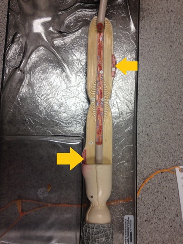 <p>Covering over neural fibers of all peripheral neurons. Wrapped around axon to form a Myelin sheath, Schwann cells (only found in the peripheral neural system, wrapped around axon, it's a cell, and the layers are the cell membrane, facilitate the speed of action potential, will help regeneration of any fibers.</p>