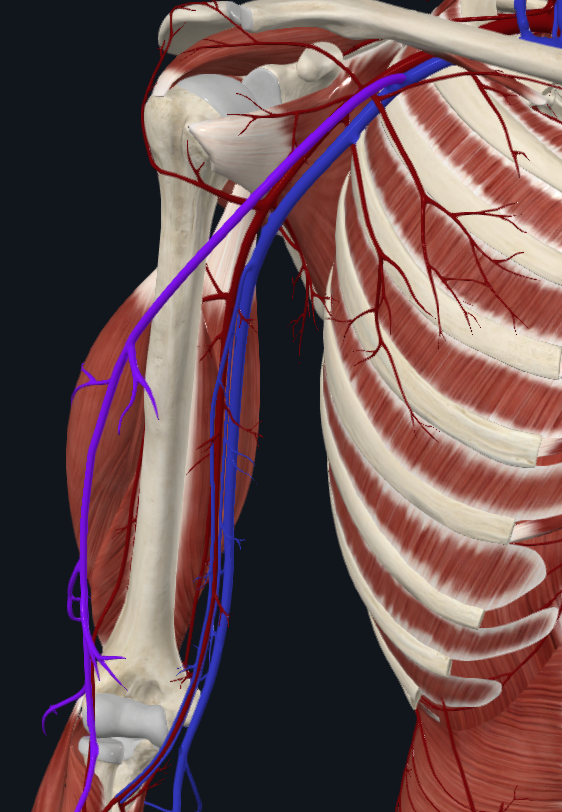 <p>What vein is this</p>