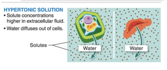 <p>osmosis in a HYPERtonic solution</p>