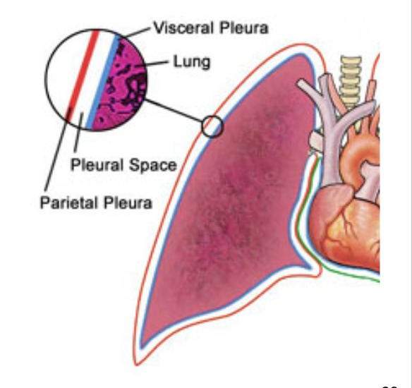 <p>serous membrane that covers the lungs </p>