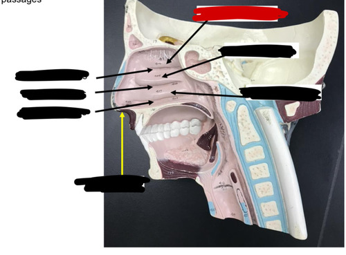 <p>Name this structure of the </p>