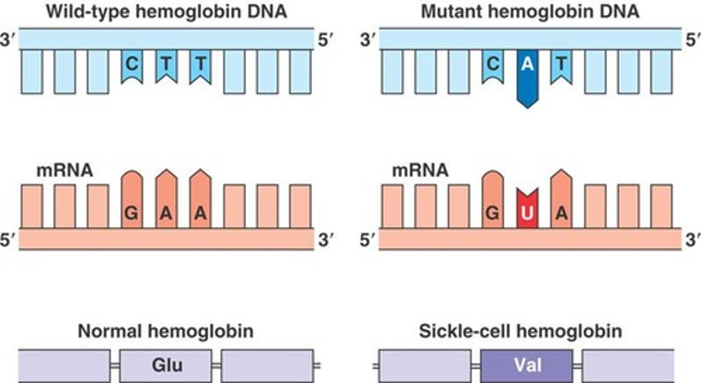 <p>Each gene codes for a single protein.</p>