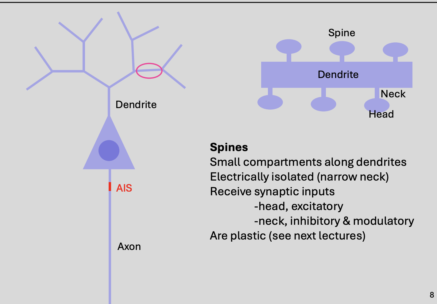 <ol><li><p>WHAT small compartments along dendrites</p><ul><li><p>to increase SA for synapses</p></li></ul></li><li><p>electrically isolated→ narrow neck</p></li><li><p>WHERE receive synaptic inputs:</p><ul><li><p>Head→ excitatory</p></li><li><p>Neck→ inhibitory</p></li></ul></li><li><p>Plastic</p></li></ol><p><em>most dendrites have spines</em></p>