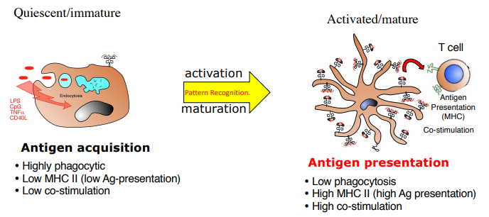 <p><strong><u>immature:</u></strong> antigen acquisition</p><ul><li><p>highly phagocytic</p></li><li><p>low MHCII</p></li><li><p>low co-stimulation</p></li></ul><p><strong><u>mature:</u></strong> antigen presentation (from activation via PRR)</p><ul><li><p>low phagocytosis</p></li><li><p>high MHCII</p></li><li><p>high co-stimulation</p></li></ul><p></p>