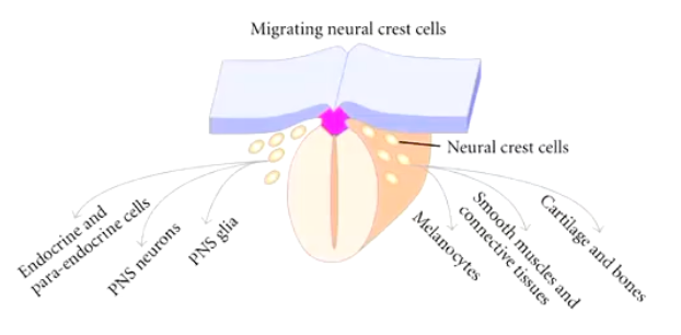 <p>The neural crest is a transitory structure exclusive to the vertebrates' embryo.</p><ul><li><p>Cells in the neural crest initially lie between the dorsal ectoderm and the neural tube but, then the cells migrate to different locations, settle, and differentiate, giving rise the <strong>spinal ganglia</strong> but also the rest of the <strong>peripheral nervous system </strong>and a remarkably wide array of cell types:</p></li></ul><p></p>