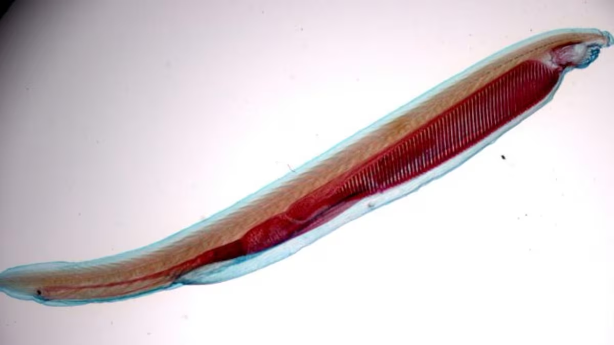 <p>Cephalochordata (Ex: Lancelet/Amphioxus) and all more derived</p>