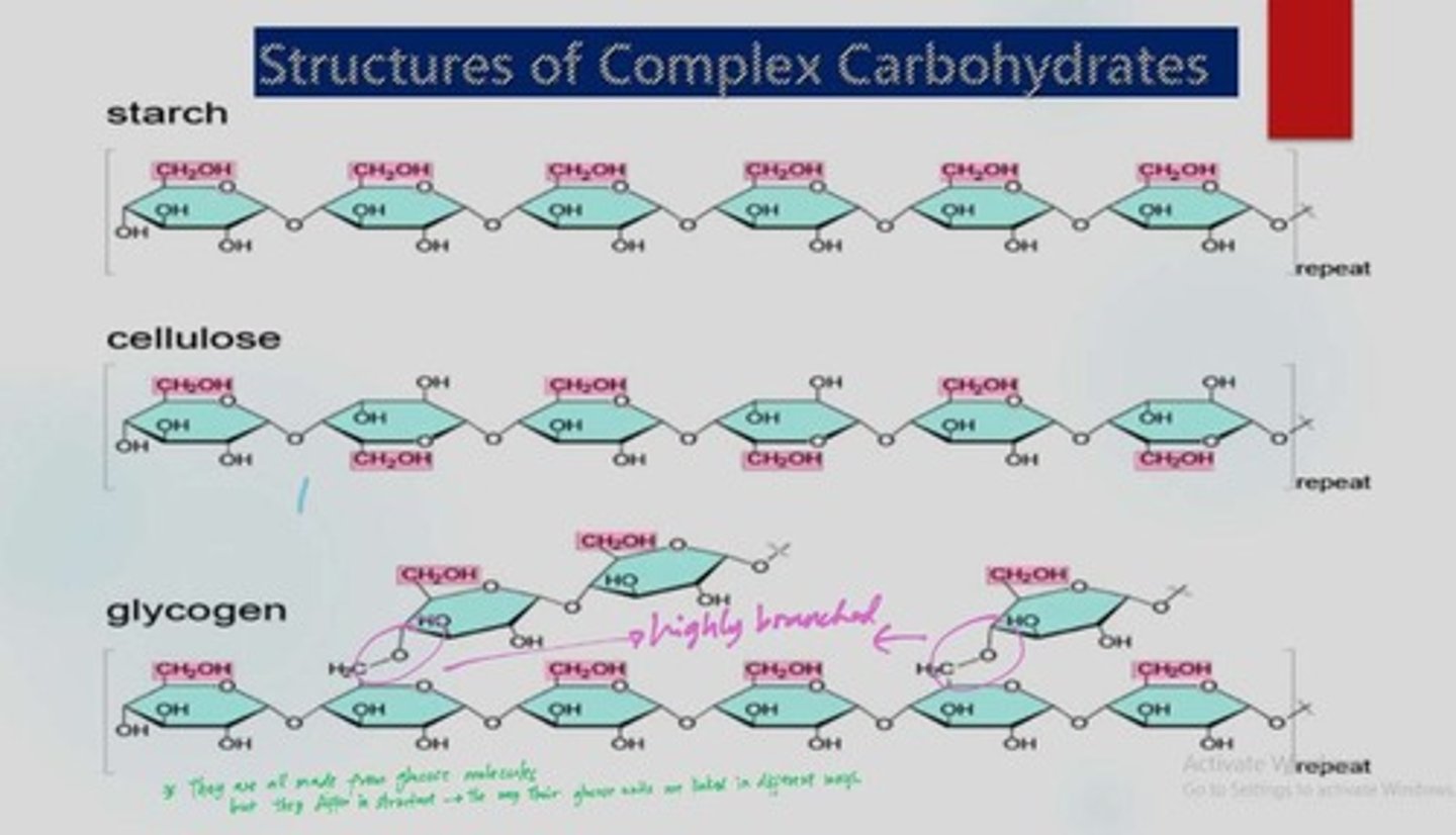 <p>Amylose is a linear form of starch, while amylopectin is branched.</p>