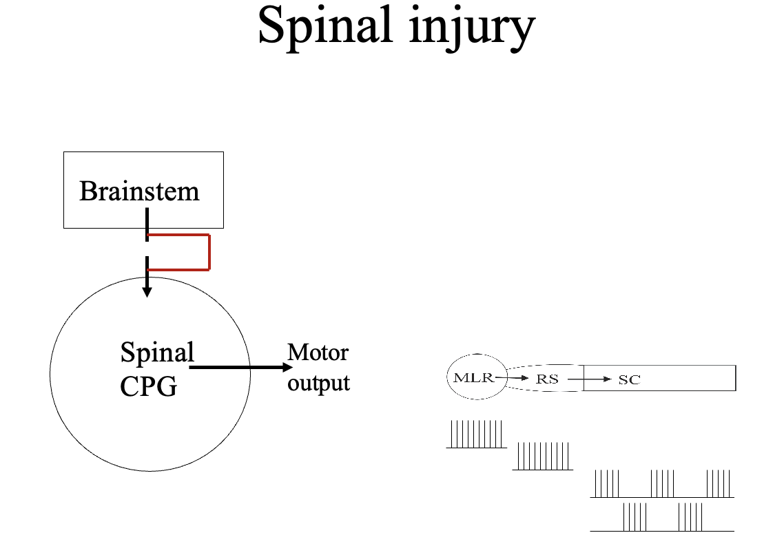 <ul><li><p>the role of drugs in activating (e.g glutamte) or modulating (5-HT) locomotor CPGs </p></li><li><p>suggests that drugs that mimic effects of transmitters released naturally from descending neurons <strong>could help compensate</strong> for the effects of spinal injury</p></li></ul><p></p>