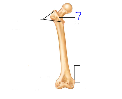 <p>Projections that are sites of muscle &amp; ligament attachment</p><ul><li><p>Narrow ridge of bone; less prominent than a crest</p></li></ul>