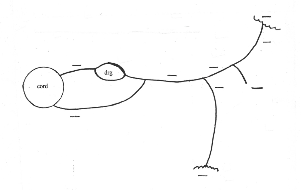 <p>what does this drawing represent</p>