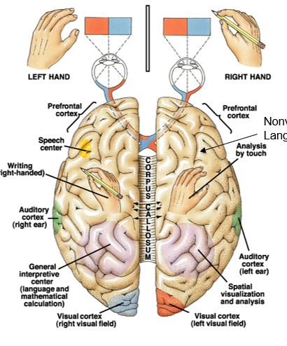 <p><u>visual field crossover</u>: optic chiasmus</p><p><u>sensory &amp; motor crossover</u>: spinal cord</p><p><strong>lateralization</strong>: certain functions on one side of brain</p><ul><li><p>geometry and music on right</p></li><li><p>language and symbols on left</p></li></ul>