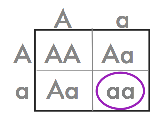 <p>gene that is hidden by a dominant gene</p>