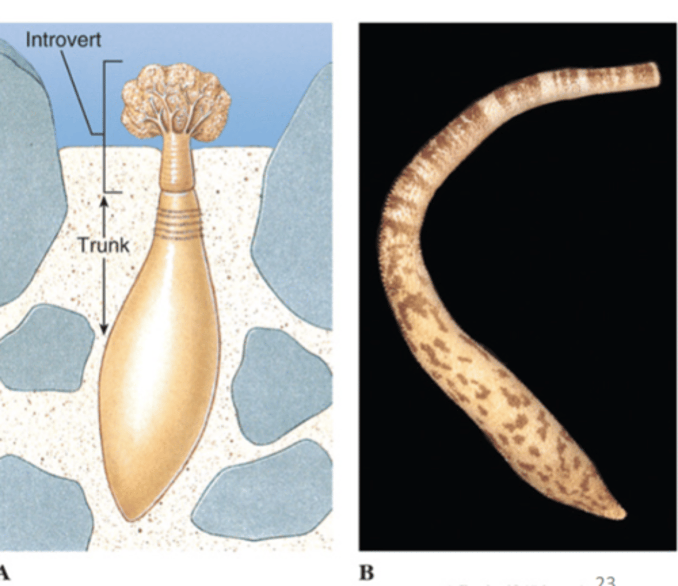 <p>spinunculans (peanut worms), introvert = proboscis</p>