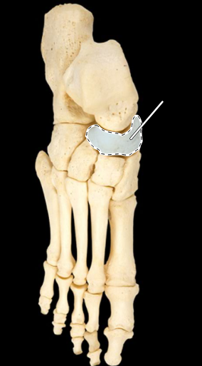 <p>Bones of the foot, superior view, right side</p>