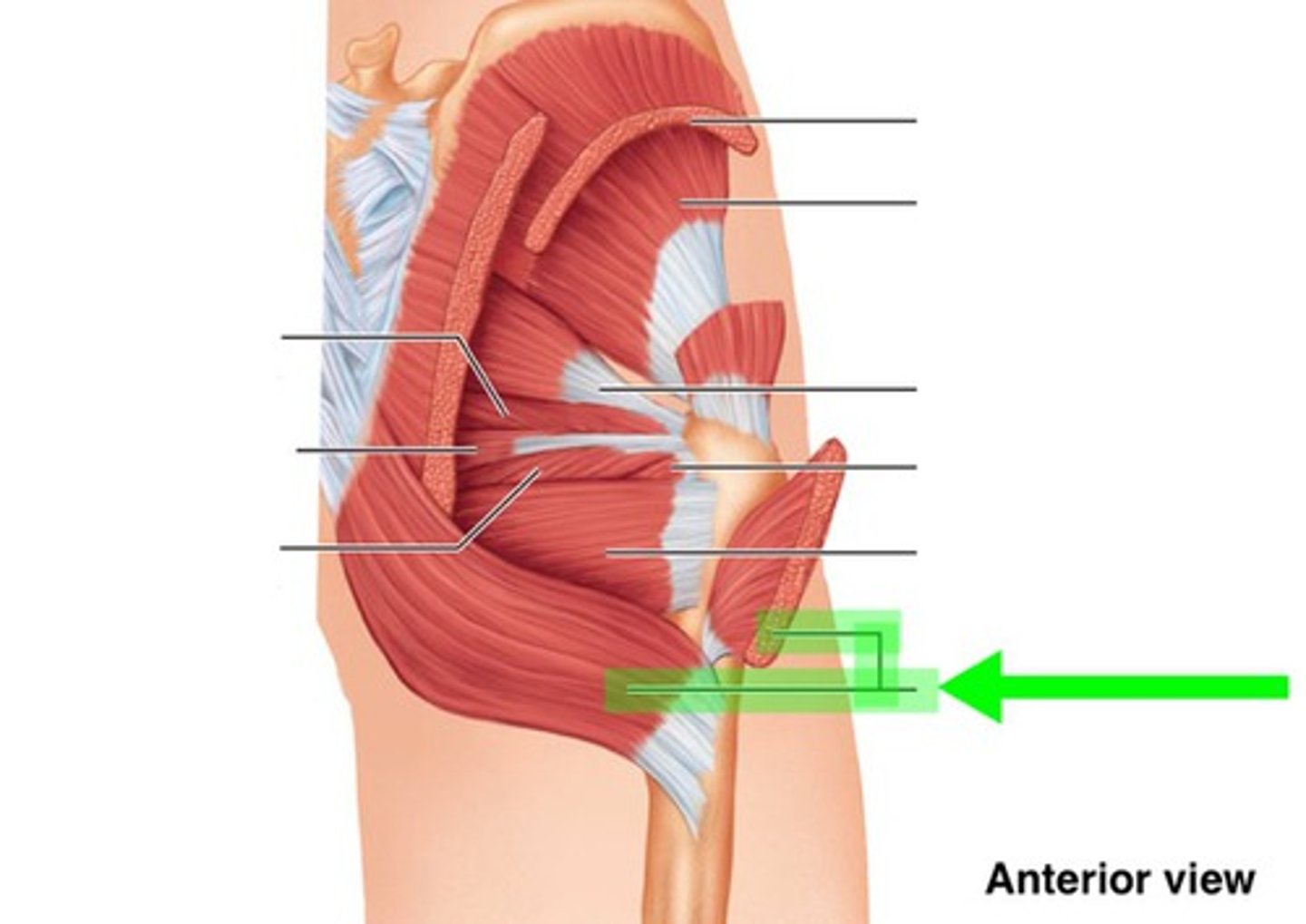 <p>What muscle is this?</p>