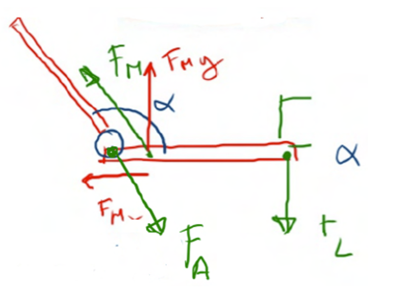 <p>. Load on the system (FL)</p><p>. Muscular Force (FM)</p><p>. Force that appears at the joints (FA)</p>