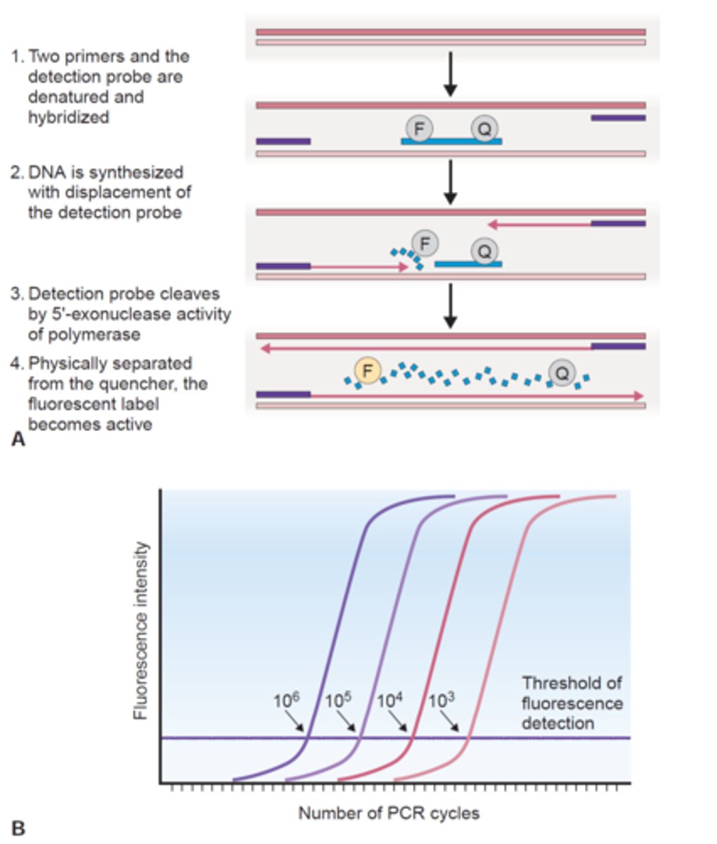 <p>fluorescence</p><p>- monitored as the PCR cycles progress</p>