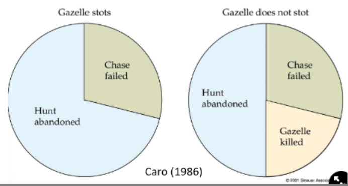 <ul><li><p>Method→ compared the results of predation between those that slot and those that don’t</p></li><li><p>Results→</p><ul><li><p>30% of those that slot are chased vs 50% of those that don’t slot are chased</p></li><li><p>0% of stotters were eaten vs 20% of non-stotters were eaten</p></li></ul><p><strong>→ stotting is an honest signal as predator runs out of energy, unprofitablity hypothesis is true</strong></p></li></ul>
