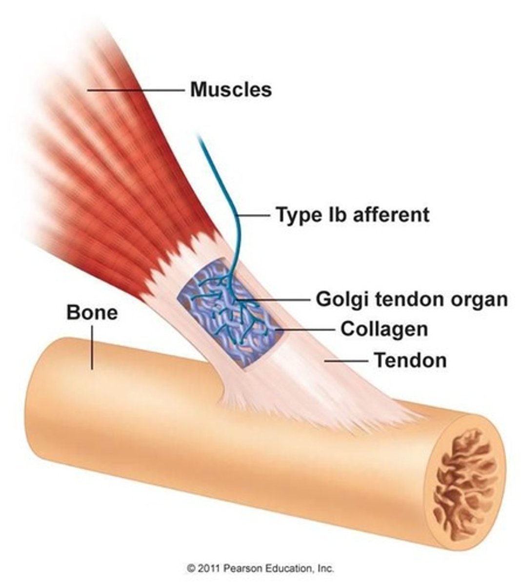 <p>the receptor organ at the junction of the tendon and muscle that is sensitive to stretch</p>