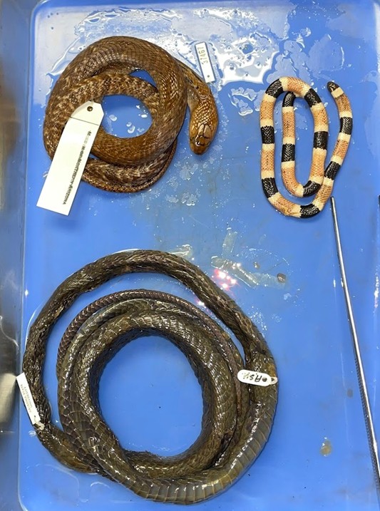 <p>Distributed across tropics</p><p>Neurotoxic venom</p><p>Permanently erect fangs at front of mouth</p><p>Cobras, coral snakes, mambas, and sea snakes</p>