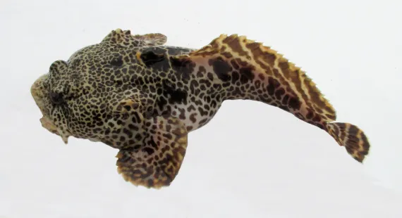<p>yellow/brown base color</p><p>dark spots on body</p><p>broad and flat head</p><p></p>