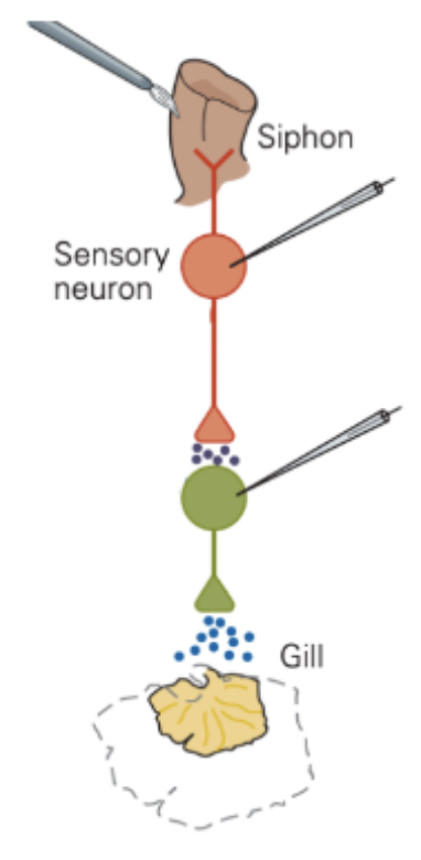 <p>siphon → sensory neuron → gill → motor neuron </p>