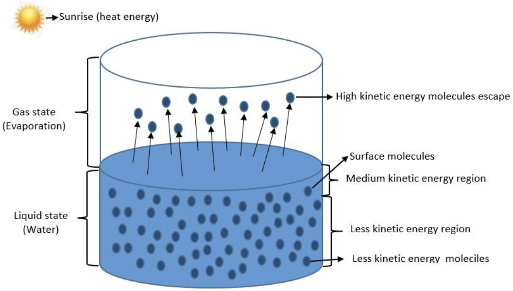 <ul><li><p>Evaporation is when the more energetic particles within the surface of a liquid escape to form a vapour</p></li><li><p>Only the more energetic particles escape first, which reduces the average energy of the molecules in the liquid since it contains less high energy particles</p></li><li><p>The overall temperature of the liquid drops since only the less energetic particles are left behind</p></li></ul><p></p>
