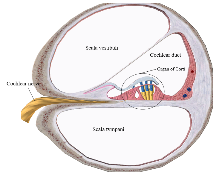 cochlea stops where 