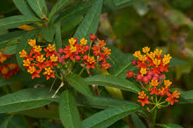 <p>Milkweed</p>