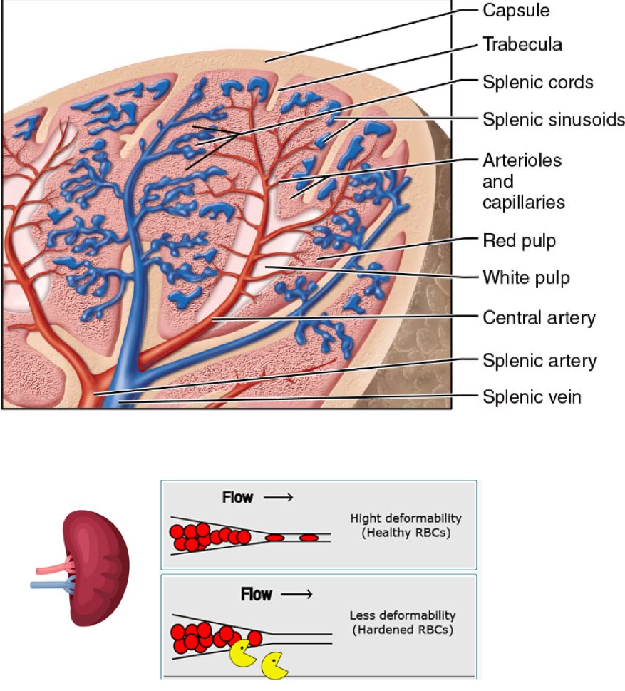 <p>vessels branch into:</p><ul><li><p>red pulp</p><ul><li><p>“<strong>red blood cell graveyard</strong>”</p></li><li><p>sinusoidal capillaries trap old RBCs</p></li><li><p>reticular fibers the macrophages engulf and RECYCLE IRON and BILIRUBIN (from heme)</p></li><li><p>store some platelets</p></li></ul></li><li><p>white pulp:</p><ul><li><p>lymphocytes suspended in reticular fibers</p><ul><li><p>filters blood </p></li><li><p>house many B cells</p></li></ul></li></ul></li></ul><p></p>
