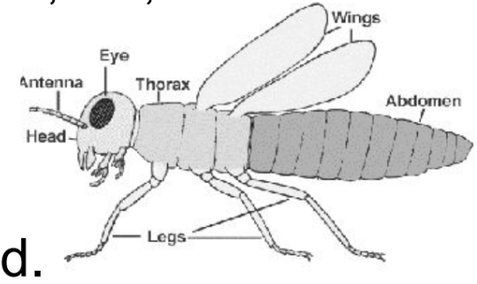 <p>class insecta </p>