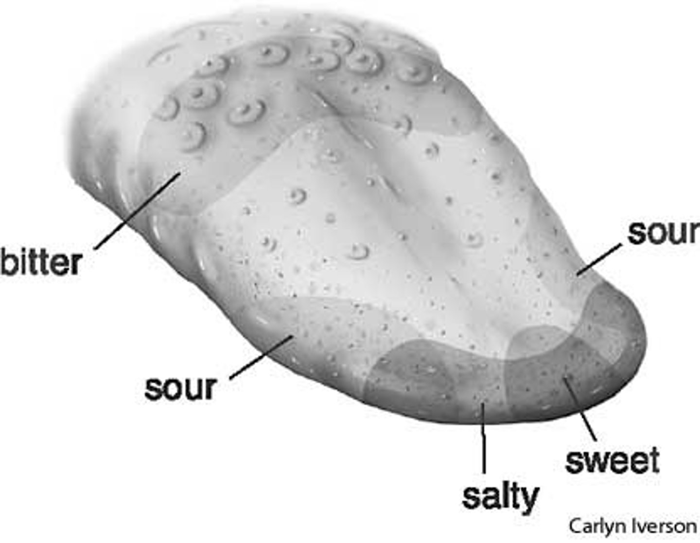 <p>the sensation of taste resulting from the action of chemicals on the taste buds</p>