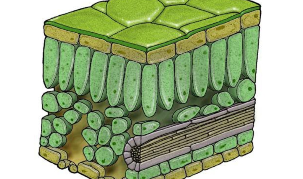 <p>how is the structure of leaf adapted for gas exchange</p>