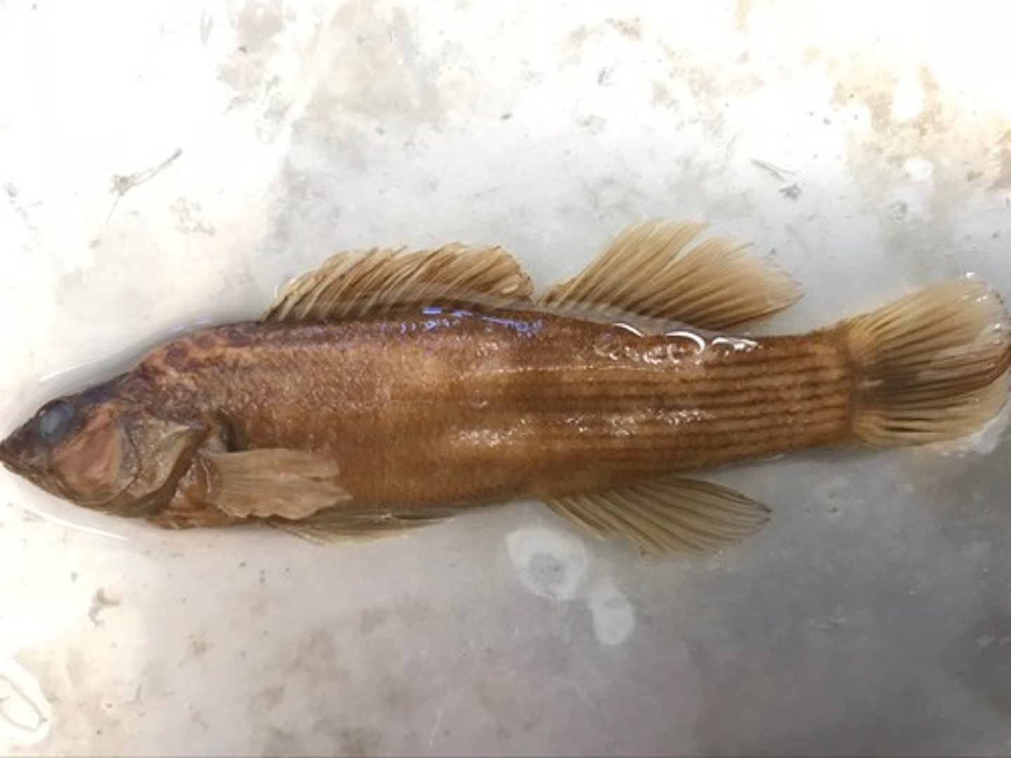 <p>unpaired fins of a fish located on the median plane, or midline, of the body</p>