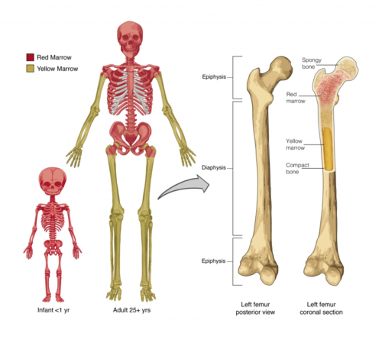 <p>nearly in every bone</p>