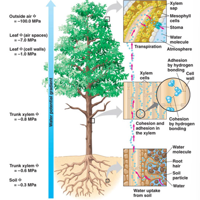 <p>drives transport of water and minerals from roots to shoots via xylem</p><ul><li><p>generates negative pressure to generate bulk flow (pressure causes molecules to move based on water potential gradients not influenced by solute concentration)</p></li></ul><p></p>