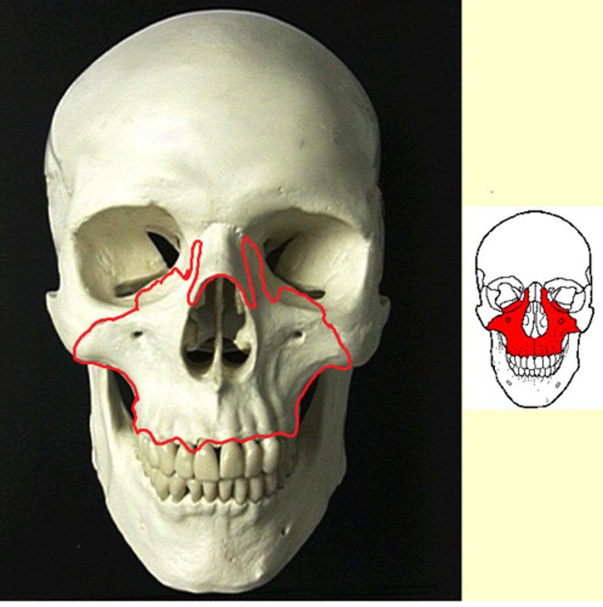 knowt flashcard image