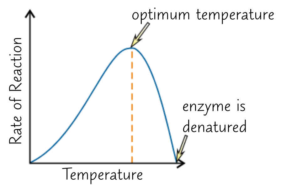 4.2 factors affecting enzyme activity Flashcards Knowt